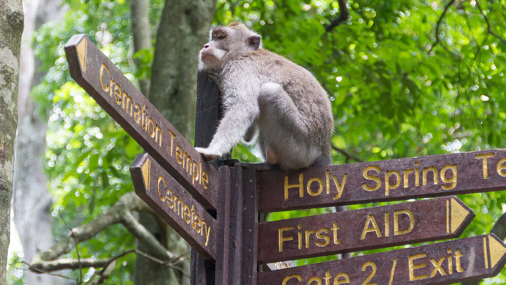 Monkey Forrest