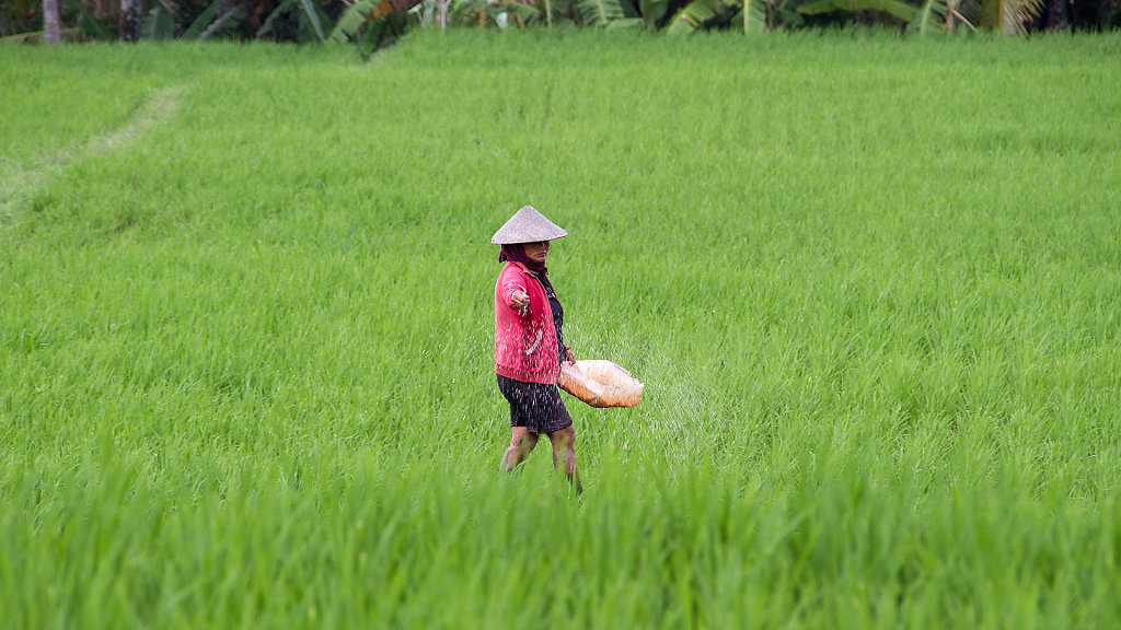 Rice Padi