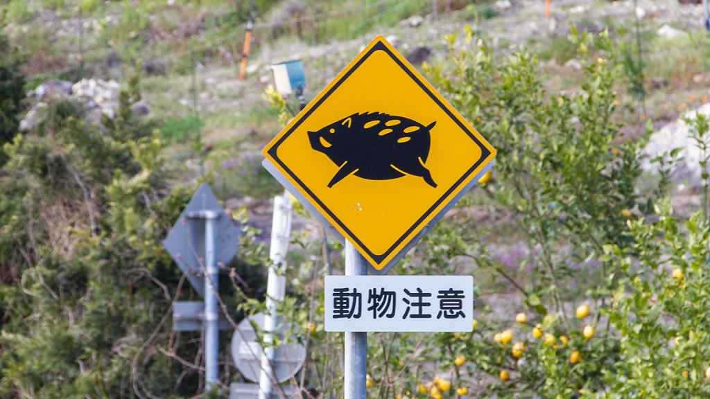 IMG-6988.jpg