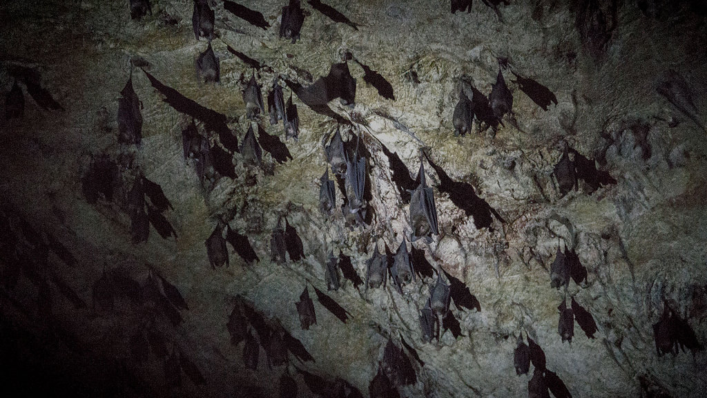 Bat Cave