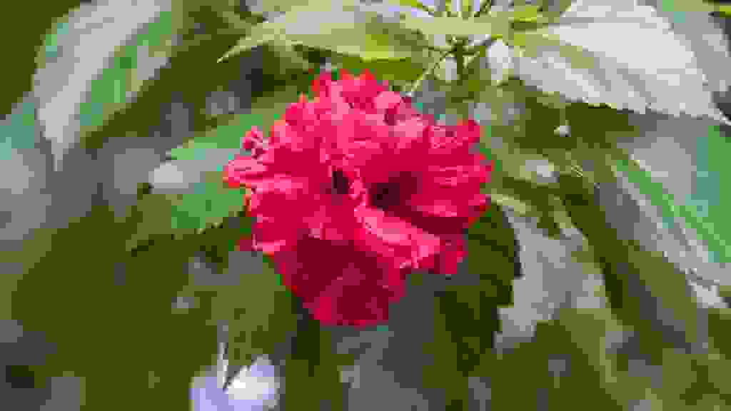 IMG-5132.jpg