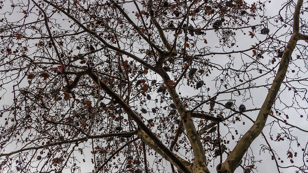 IMG-7920.jpg
