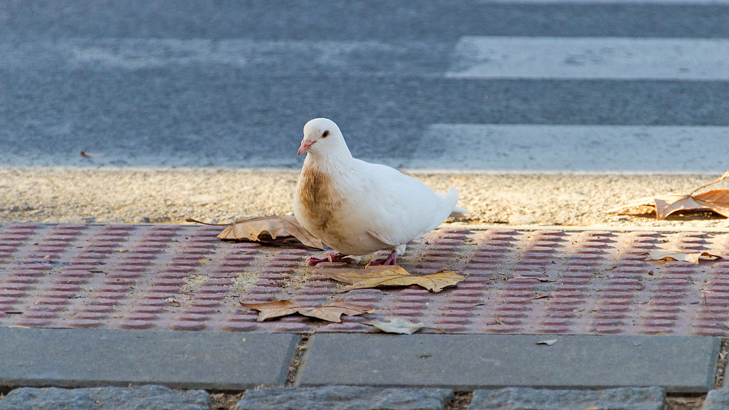 VLC-1990.jpg