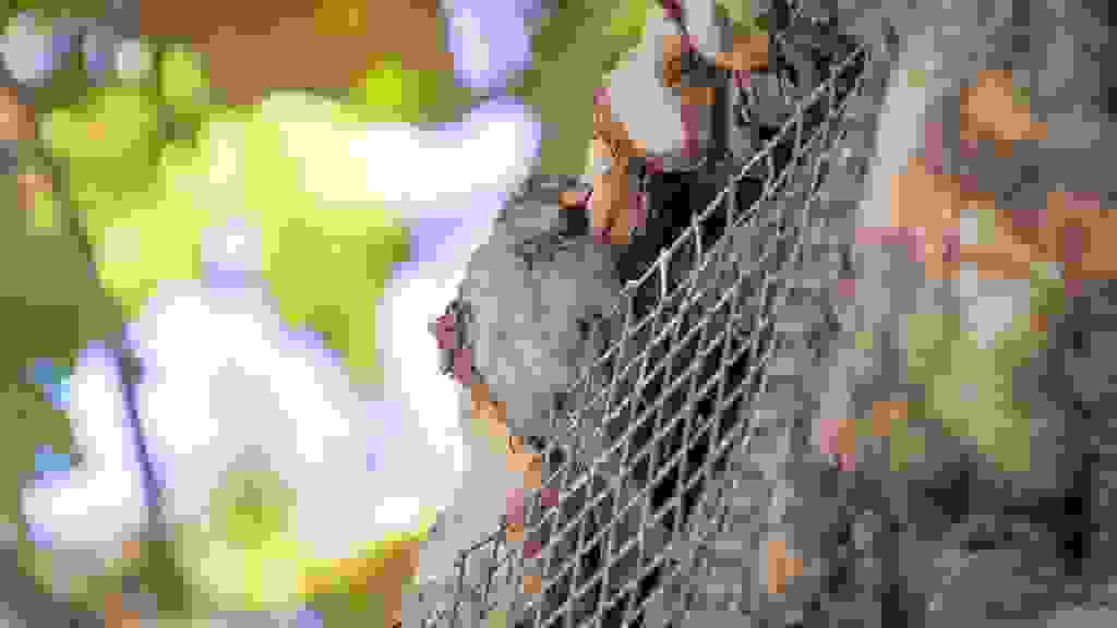 VLC-2086.jpg