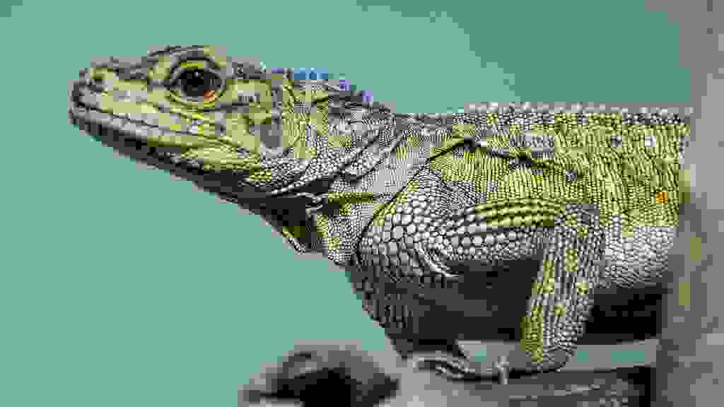 VIE-0198.jpg