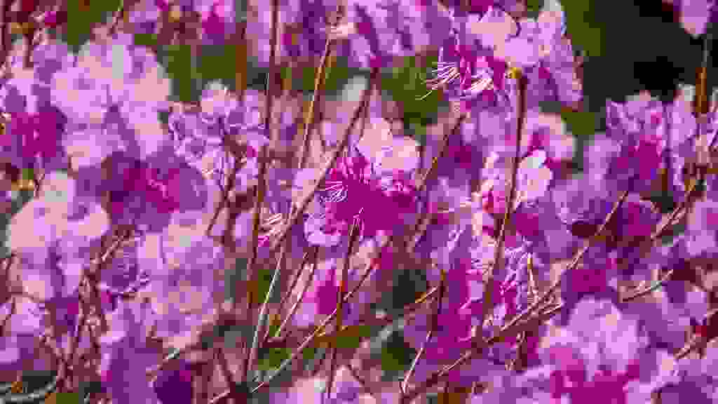 FNJ-0507.jpg