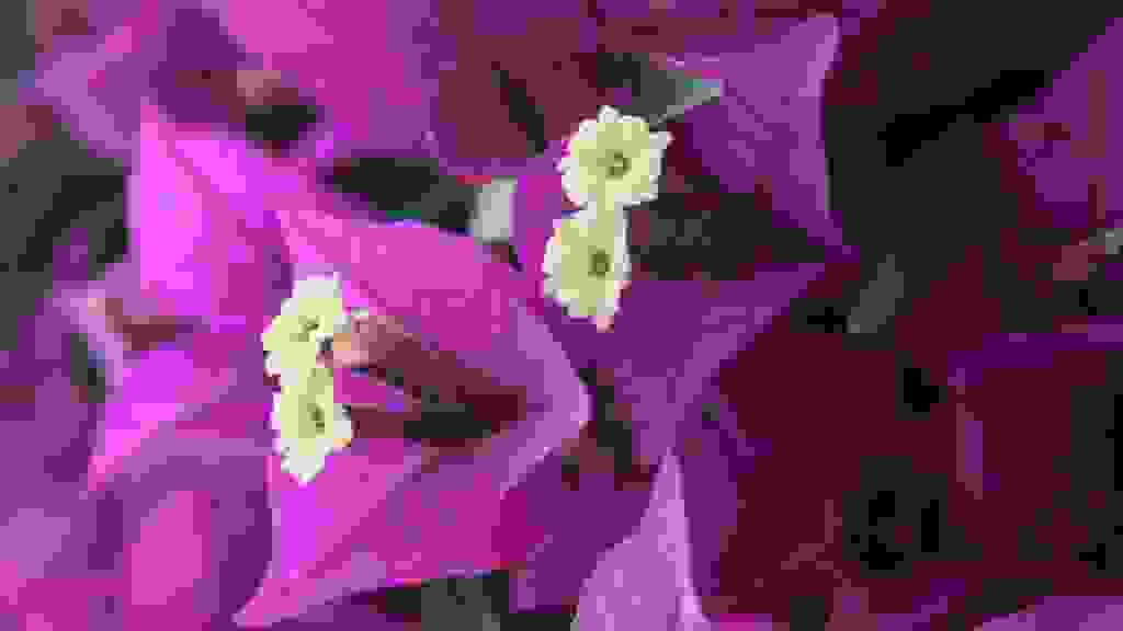 IMG-7128.jpg
