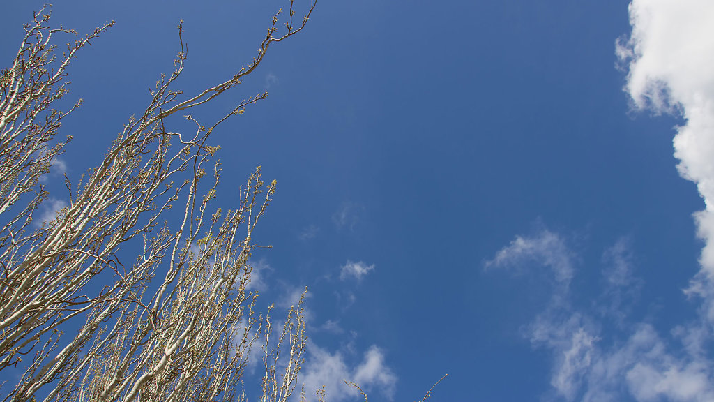 IMG-8307.jpg