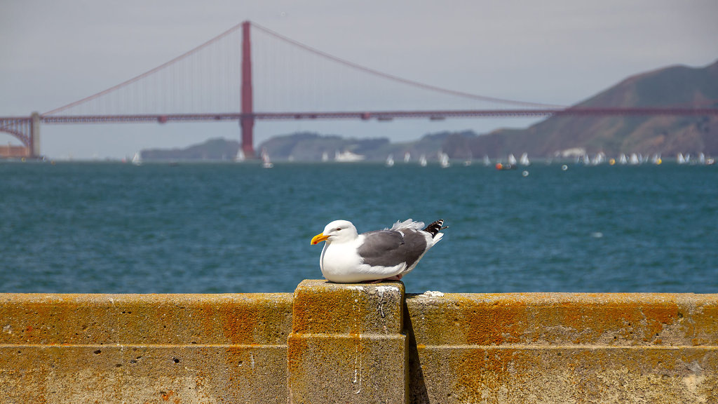 SFO-0193.jpg