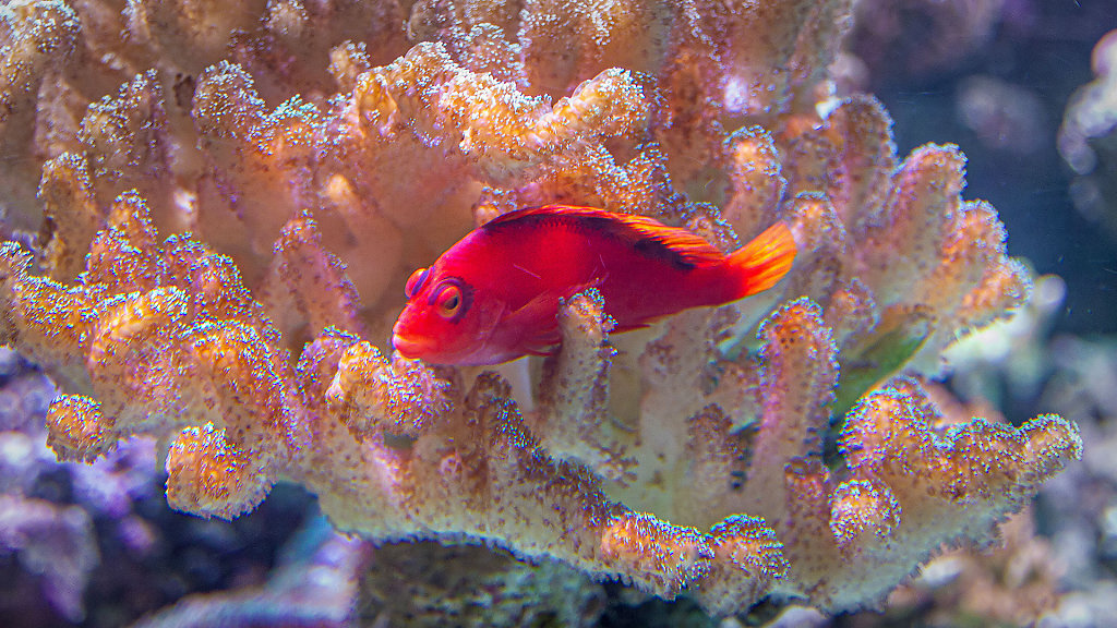 Acuario de la Universidad de Murcia