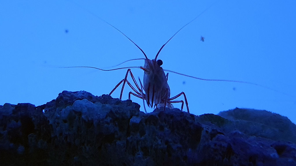Acuario de la Universidad de Murcia