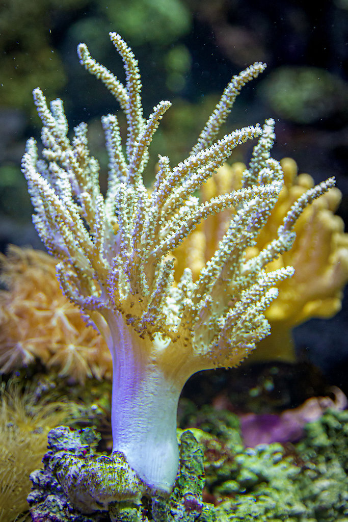 Acuario de la Universidad de Murcia