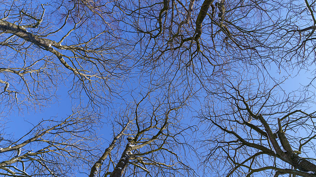 20210212133641-DSC01418.jpg