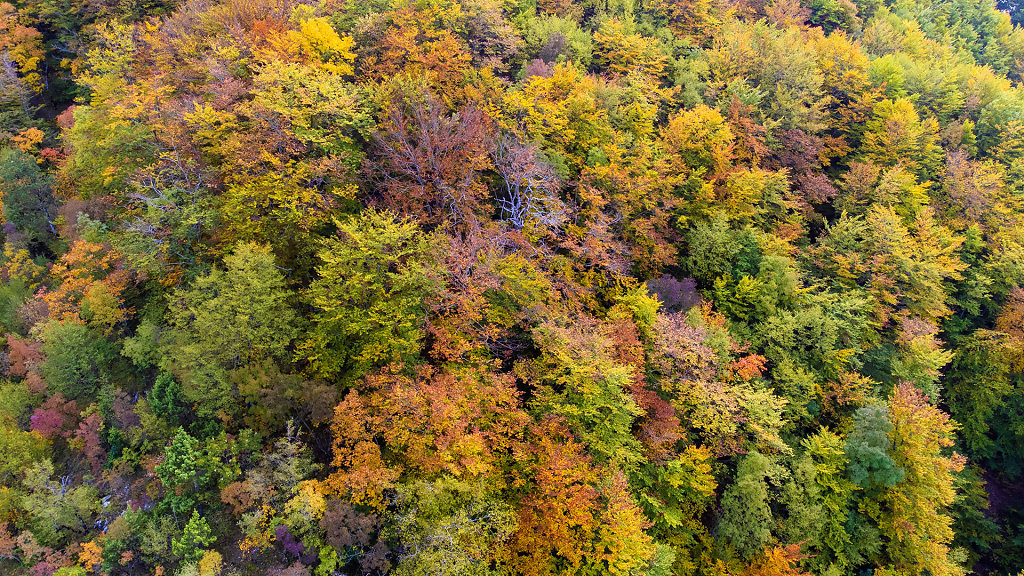 20211021-140003-DJI-0053-HDR.jpg