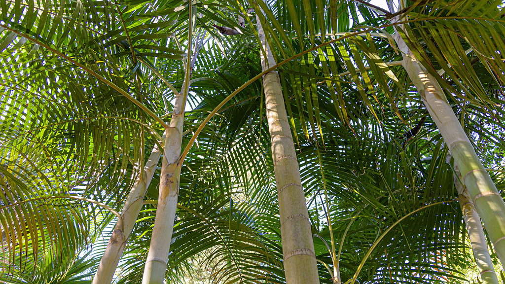 Jardim Botânico António Borges