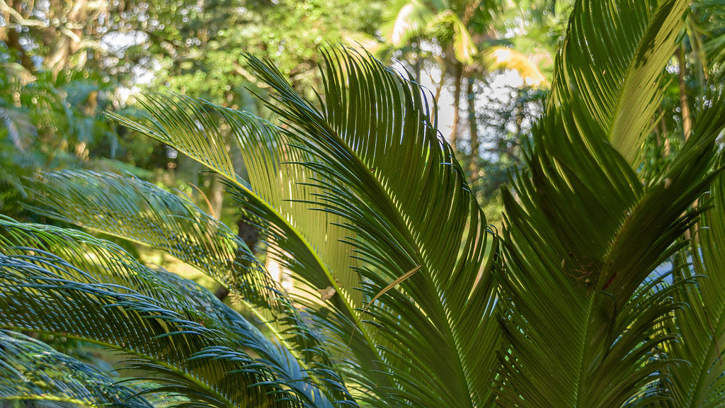 Jardim Botânico António Borges