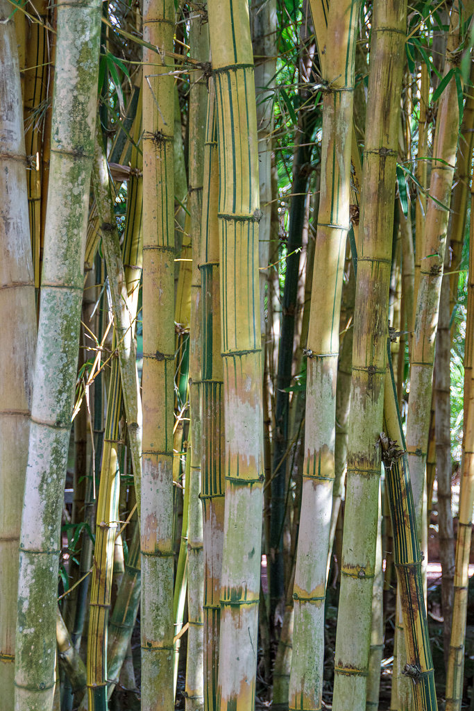 Jardim Botânico António Borges