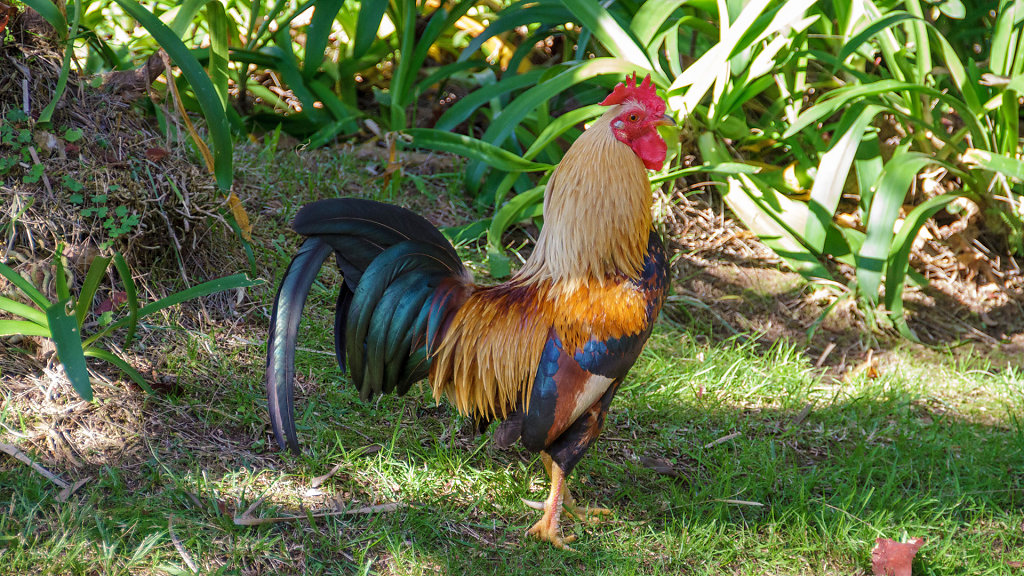 Jardim Botânico António Borges