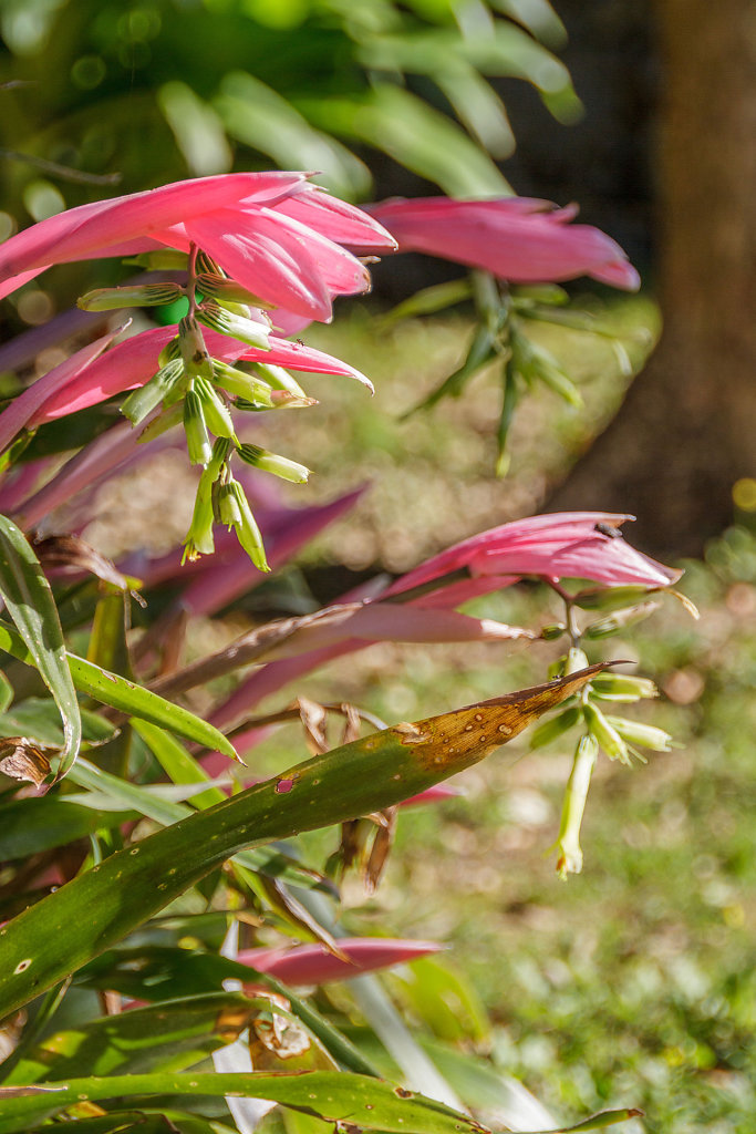 Jardim Botânico António Borges