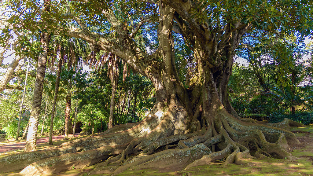 Jardim Botânico António Borges