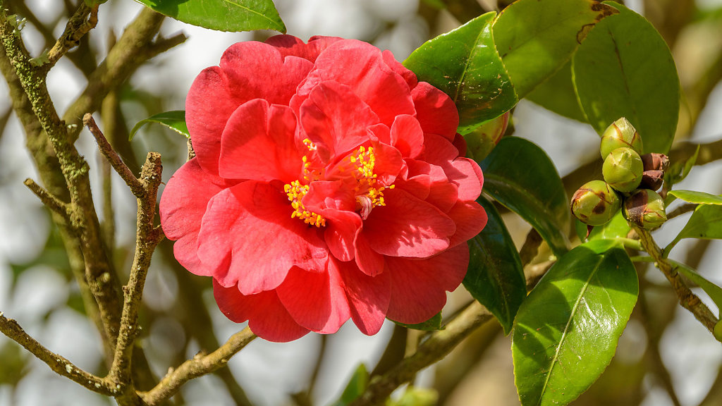 Jardim Botânico José do Canto