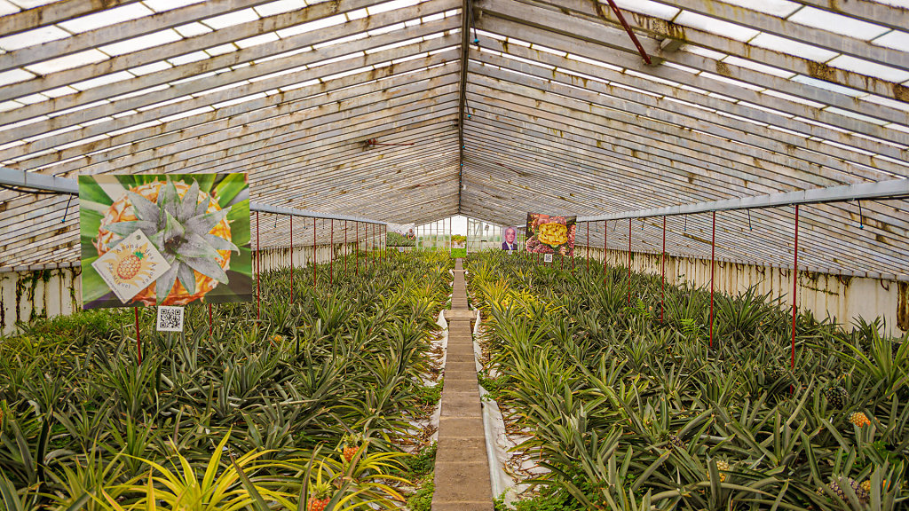 Plantação de Ananás dos Açores