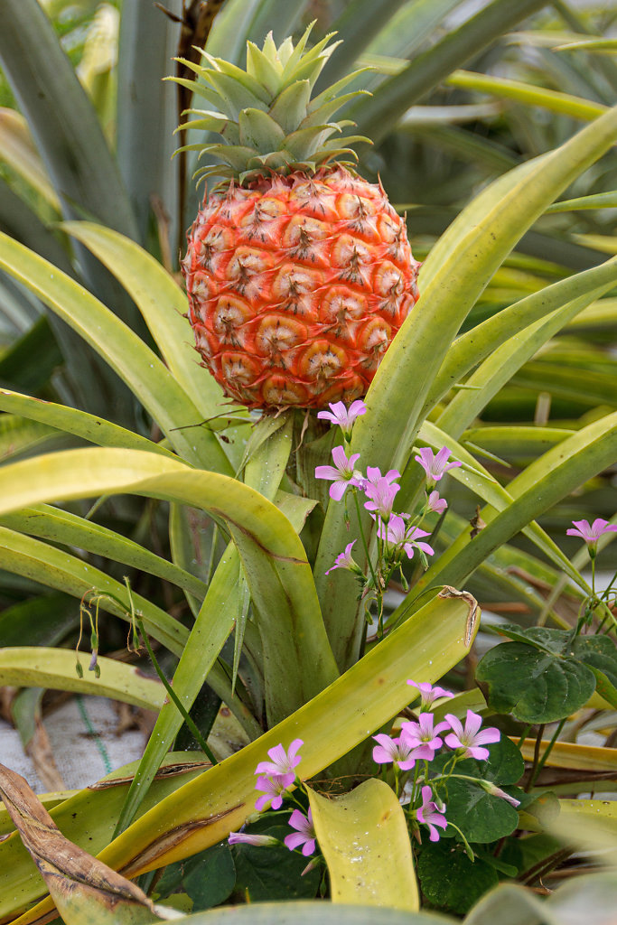 Plantação de Ananás dos Açores