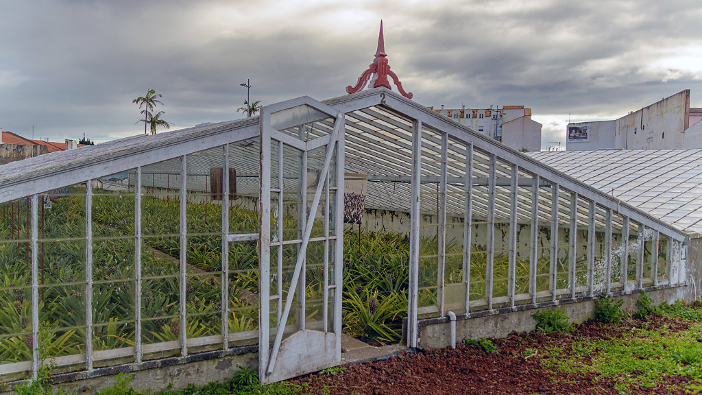 Plantação de Ananás dos Açores