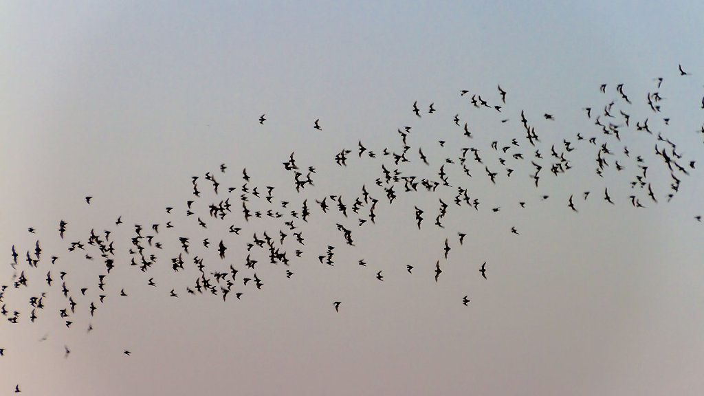 Bat Sighting Point // จุดชมค้างคาว