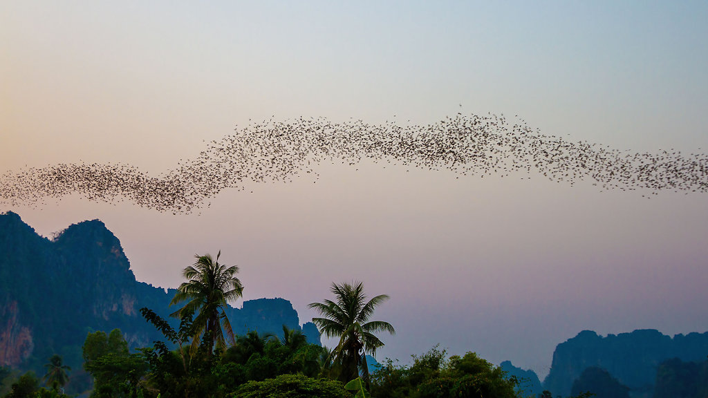 Bat Sighting Point // จุดชมค้างคาว