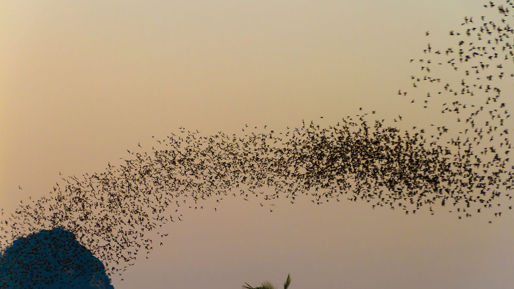 Bat Sighting Point // จุดชมค้างคาว