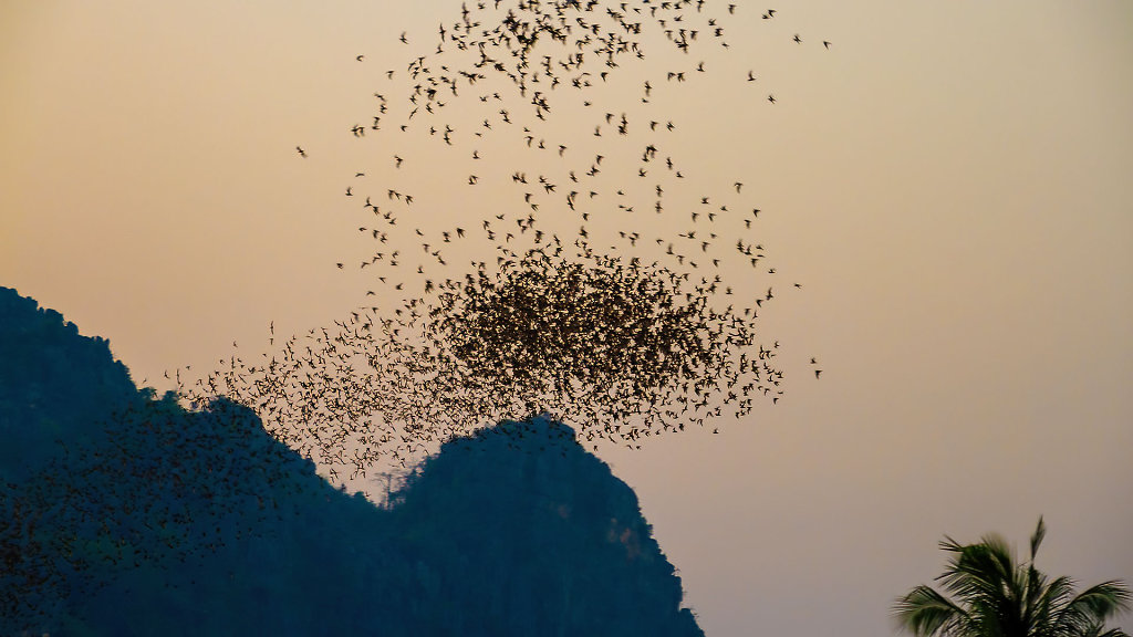 Bat Sighting Point // จุดชมค้างคาว