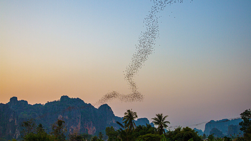 Bat Sighting Point // จุดชมค้างคาว