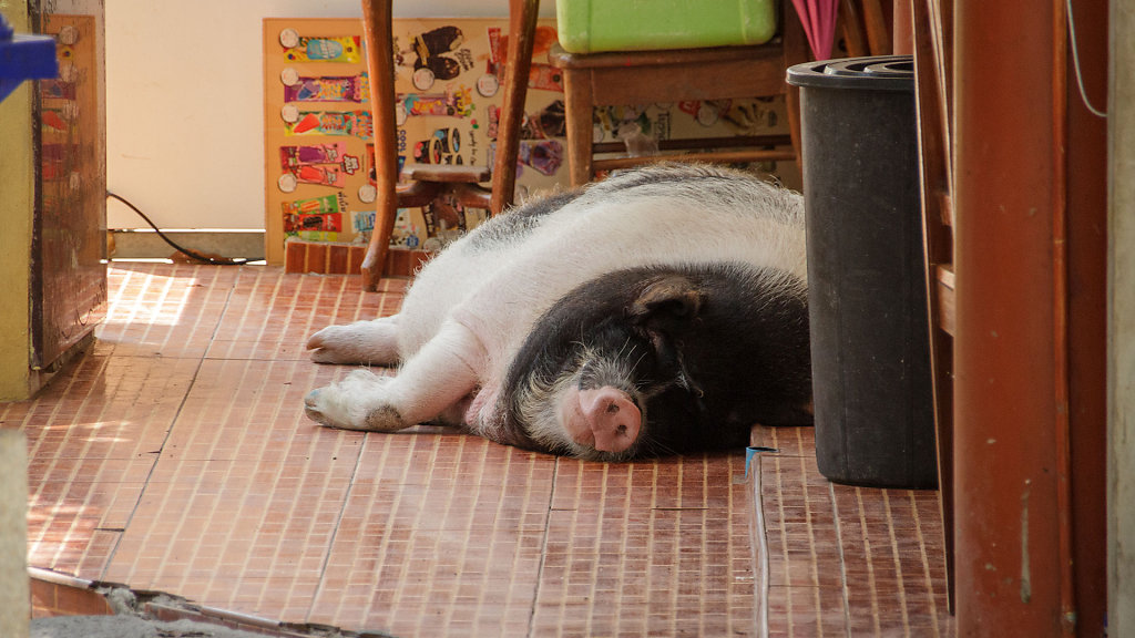 Wat Khao Takiap // วัดเขาตะเกียบ