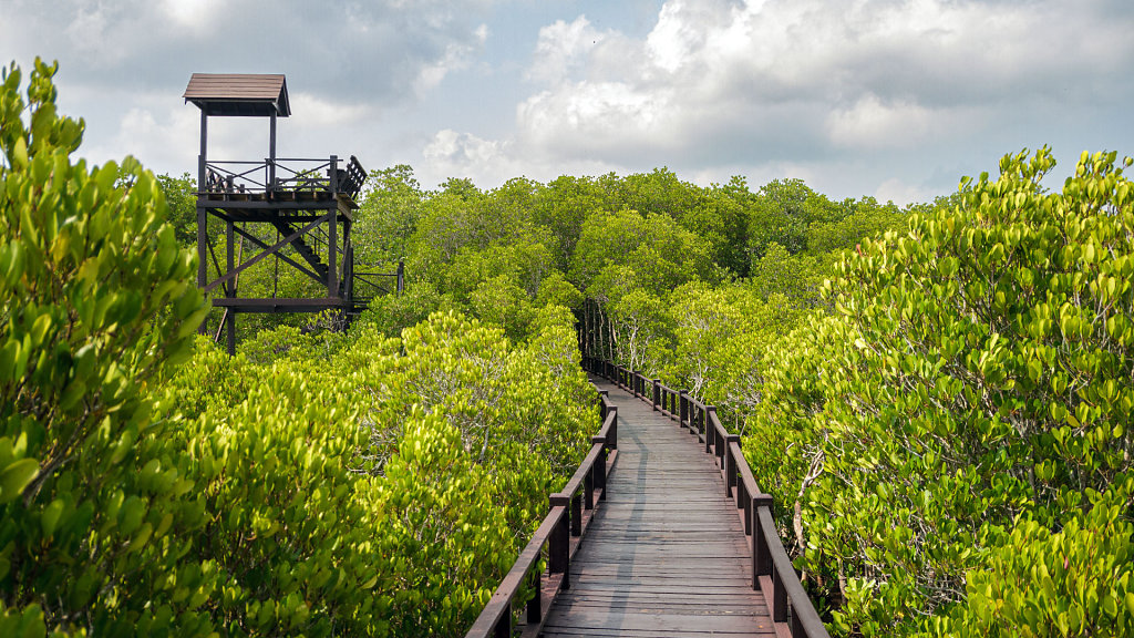 Mangrove forest Walk Road // ป่าชายเลน