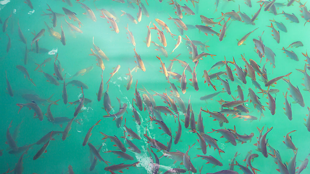 Nang Prai Raft House // แพนางไพร