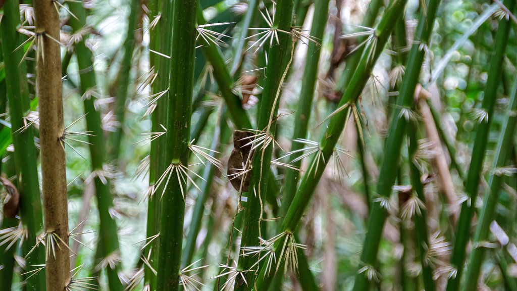 Thung Khai Botanic Garden