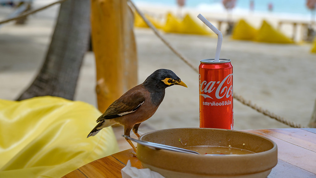SIWA Latte Beach and Eatery by Lamai inn99