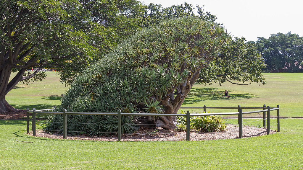 Royal Botanic Garden