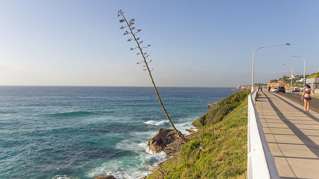 Bondi to Bronte Coastal Walk