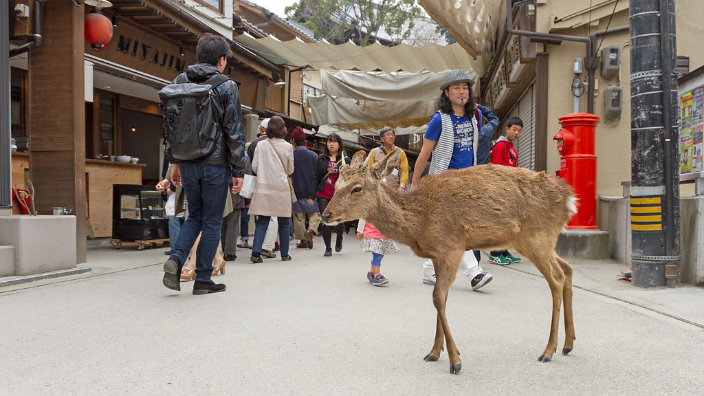 Miyajimacho