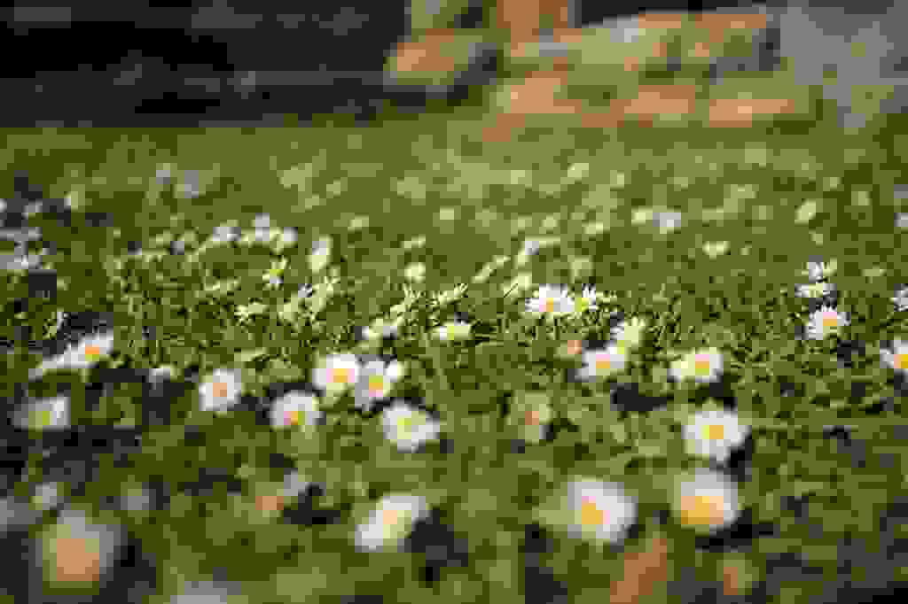 IMG-6656.jpg
