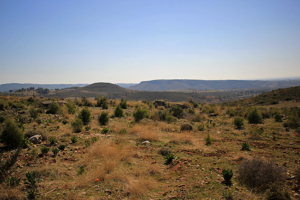 IMG-6684.jpg