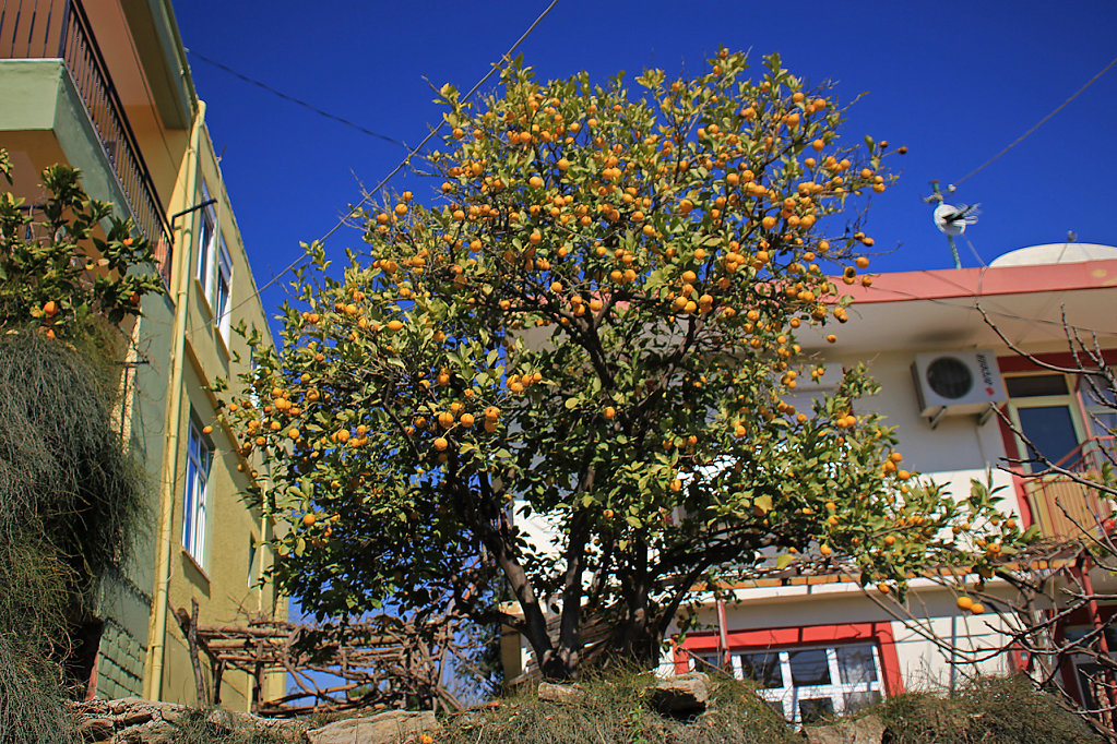 IMG-6687.jpg