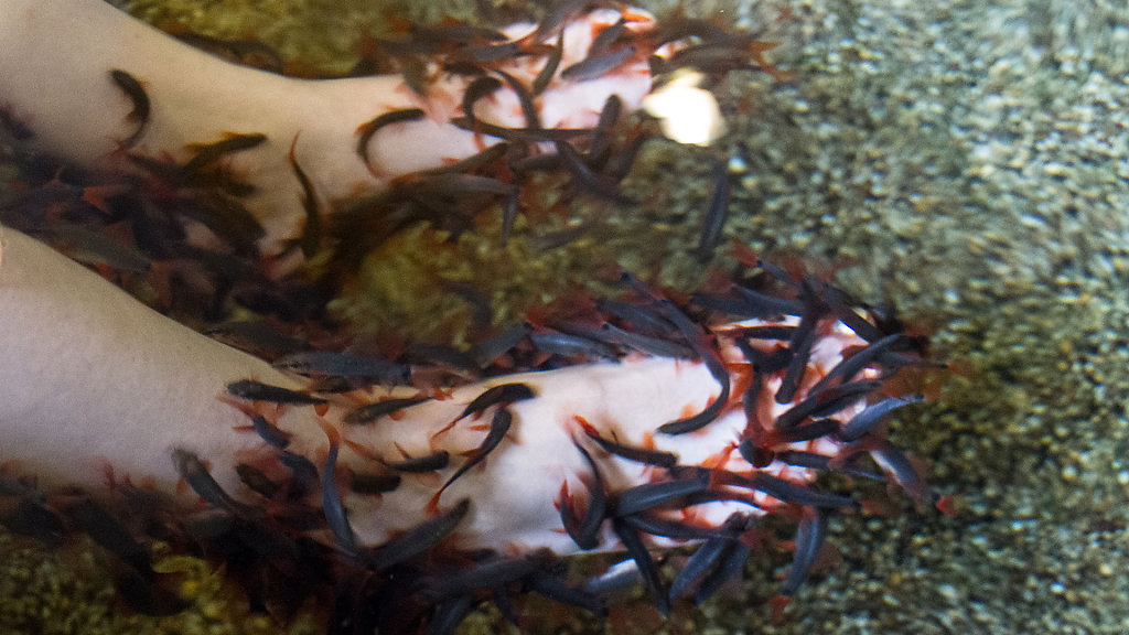 Fish Spa