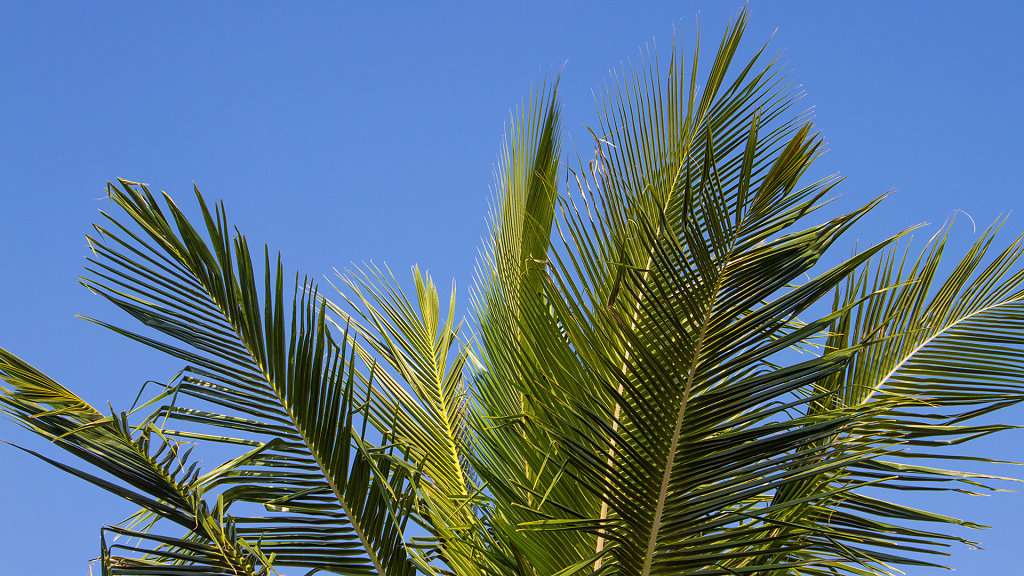 IMG-4585.jpg