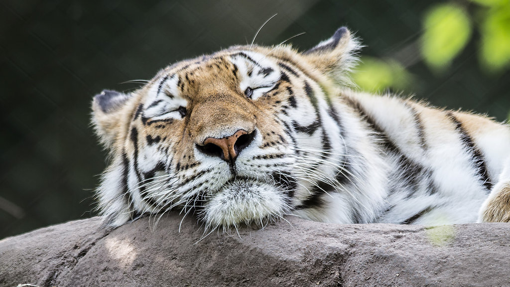 14.05.2017: Hagenbecks Tierpark