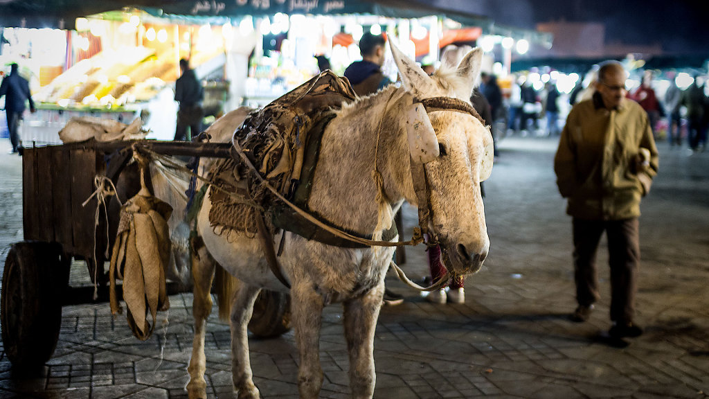 06.12.2017: Morocco // المغرب