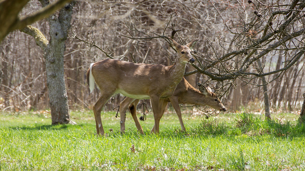 CAN-3348.jpg