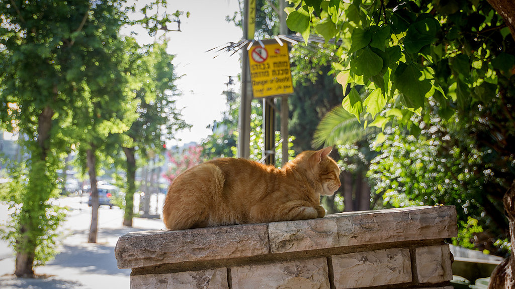TLV-0168.jpg